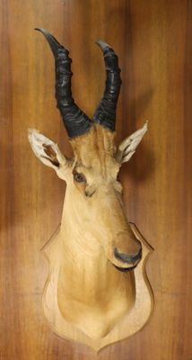Bubale major ( Alcelaphus buselaphus major) (CH)