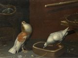 deux oiseaux qui mangent dans un bol