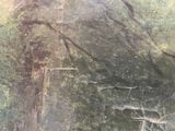 a close up of a stone wall with a tree in the background