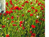 a man standing in a field of flowers with an umbrella