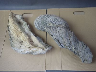 Lot de 2 huitres fossilisées, L 37 et ,35 cm