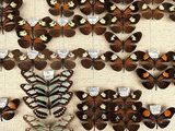 a lot of butterflies that are hanging on the wall