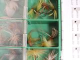 many different types of flies in a green box