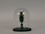 a green beetle under a glass dome on a white surface