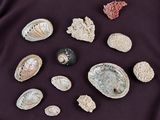 a lot of shells that are laying on a purple cloth