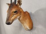 a fake deer head mounted on the wall of a room