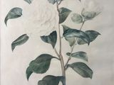 painting of a white flower with green leaves on a white background