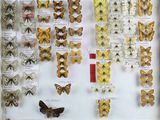 many different types of butterflies on display in a display case