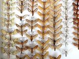 many different types of moths displayed in a glass case