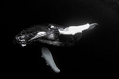 une baleine à bosse qui nage dans l'eau