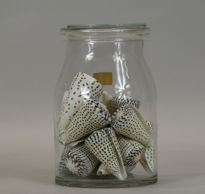 a glass jar filled with sea shells on a table
