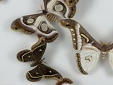 a lot of moths that are on a white surface