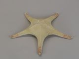 a starfish that is sitting on a table