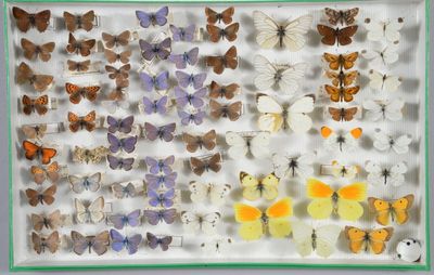 de nombreux types de papillons dans une vitrine