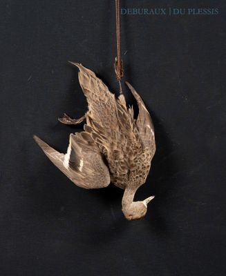 a dead bird hanging from a hook on the wall