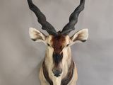 an antelope with large horns mounted on a wall