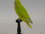 a green bird that is sitting on top of a black stand