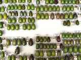 many green beetles on display in a display case