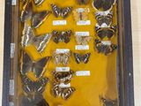 a shadow box with a lot of moths in it