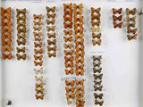 de nombreux papillons exposés dans une vitrine