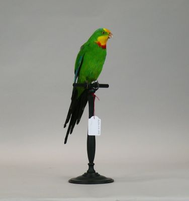 a green bird that is sitting on top of a stand