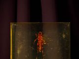 an insect in a glass box on a purple surface