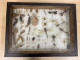 a shadow box with a lot of insects in it