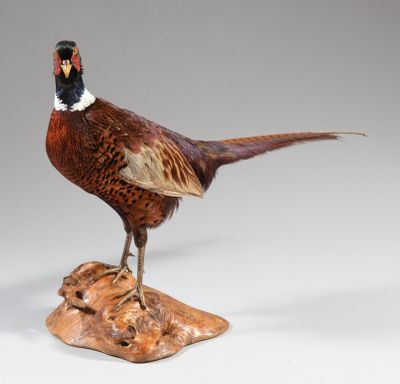 un oiseau perché sur un morceau de bois
