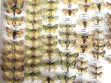 many different types of moths displayed in a white box