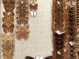 many different types of butterflies displayed in a display case