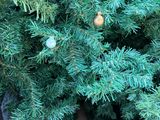 a christmas tree that is in a box on the floor