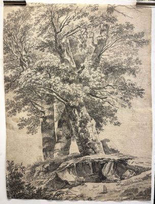 a drawing of a tree in a wooded area with a house in the background