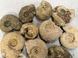 many different types of fossils on the table
