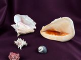 a shell and other sea shells on a purple cloth