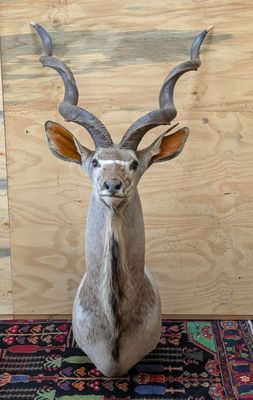 une grande antilope assise sur un tapis devant un mur en bois