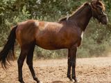 un cheval brun dans un champ, avec des arbres en arrière-plan