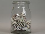 a glass jar with shells inside of it on a table