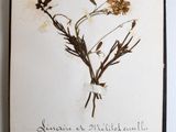 an old book with a drawing of a bunch of flowers on it