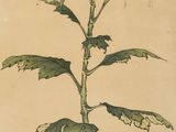 drawing of a sunflower with green leaves on a beige background