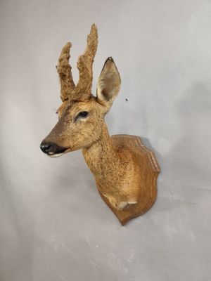 une tête de cerf fixée au mur d'une pièce