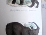 deux illustrations de rhinocéros sur une page d'un livre
