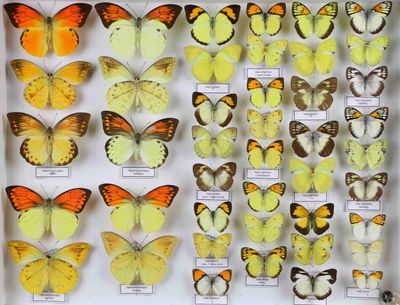 de nombreux types de papillons différents présentés dans une vitrine