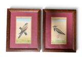 une paire de gravures encadrées représentant deux oiseaux sur fond rose