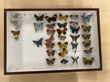 many different butterflies in a shadow box on a table