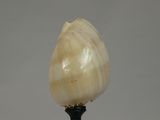 an image of a shell on top of a lamp