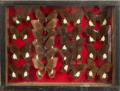 de nombreux papillons disposés dans un cadre en bois