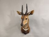 une antilope assise sur un fond blanc