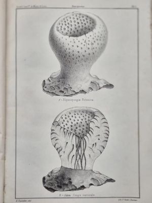 an old black and white drawing of a jelly and a jellyfish