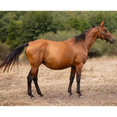 un cheval brun dans un champ, avec des arbres en arrière-plan