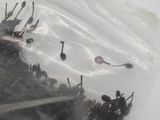 a lot of tiny bugs in a bag on the table